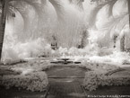Tropical Garden, Palm Beach #YNG-639.  Infrared Photograph,  Stretched and Gallery Wrapped, Limited Edition Archival Print on Canvas:  56 x 40 inches, $1590.  Custom Proportions and Sizes are Available.  For more information or to order please visit our ABOUT page or call us at 561-691-1110.