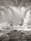 Tropical Garden, Palm Beach #YNG-640.  Infrared Photograph,  Stretched and Gallery Wrapped, Limited Edition Archival Print on Canvas:  40 x 56 inches, $1590.  Custom Proportions and Sizes are Available.  For more information or to order please visit our ABOUT page or call us at 561-691-1110.