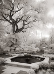 Tropical Garden, Palm Beach #YNG-656.  Infrared Photograph,  Stretched and Gallery Wrapped, Limited Edition Archival Print on Canvas:  40 x 56 inches, $1590.  Custom Proportions and Sizes are Available.  For more information or to order please visit our ABOUT page or call us at 561-691-1110.