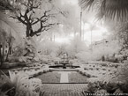 Tropical Garden, Palm Beach #YNG-658.  Infrared Photograph,  Stretched and Gallery Wrapped, Limited Edition Archival Print on Canvas:  56 x 40 inches, $1590.  Custom Proportions and Sizes are Available.  For more information or to order please visit our ABOUT page or call us at 561-691-1110.