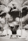 Tropical Garden, Palm Beach #YNG-666.  Infrared Photograph,  Stretched and Gallery Wrapped, Limited Edition Archival Print on Canvas:  40 x 60 inches, $1590.  Custom Proportions and Sizes are Available.  For more information or to order please visit our ABOUT page or call us at 561-691-1110.
