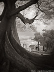 Tree , Palm Beach #YNG-670.  Infrared Photograph,  Stretched and Gallery Wrapped, Limited Edition Archival Print on Canvas:  40 x 56 inches, $1590.  Custom Proportions and Sizes are Available.  For more information or to order please visit our ABOUT page or call us at 561-691-1110.