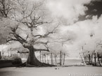 Trees , Palm Beach #YNG-671.  Infrared Photograph,  Stretched and Gallery Wrapped, Limited Edition Archival Print on Canvas:  56 x 40 inches, $1590.  Custom Proportions and Sizes are Available.  For more information or to order please visit our ABOUT page or call us at 561-691-1110.