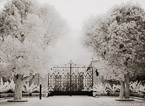 Gate , Palm Beach #YNG-675.  Infrared Photograph,  Stretched and Gallery Wrapped, Limited Edition Archival Print on Canvas:  56 x 40 inches, $1590.  Custom Proportions and Sizes are Available.  For more information or to order please visit our ABOUT page or call us at 561-691-1110.