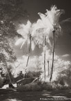 Tropical Garden, Palm Beach #YNG-678.  Infrared Photograph,  Stretched and Gallery Wrapped, Limited Edition Archival Print on Canvas:  40 x 60 inches, $1590.  Custom Proportions and Sizes are Available.  For more information or to order please visit our ABOUT page or call us at 561-691-1110.