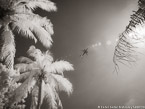 Tropical Palms, Palm Beach #YNG-679.  Infrared Photograph,  Stretched and Gallery Wrapped, Limited Edition Archival Print on Canvas:  56 x 40 inches, $1590.  Custom Proportions and Sizes are Available.  For more information or to order please visit our ABOUT page or call us at 561-691-1110.