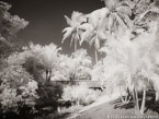 Tropical Garden, Palm Beach #YNG-682.  Infrared Photograph,  Stretched and Gallery Wrapped, Limited Edition Archival Print on Canvas:  56 x 40 inches, $1590.  Custom Proportions and Sizes are Available.  For more information or to order please visit our ABOUT page or call us at 561-691-1110.
