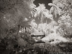 Tropical Garden, Palm Beach #YNG-686.  Infrared Photograph,  Stretched and Gallery Wrapped, Limited Edition Archival Print on Canvas:  56 x 40 inches, $1590.  Custom Proportions and Sizes are Available.  For more information or to order please visit our ABOUT page or call us at 561-691-1110.