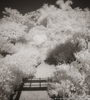 Tropical Garden, Palm Beach #YNG-687.  Infrared Photograph,  Stretched and Gallery Wrapped, Limited Edition Archival Print on Canvas:  40 x 44 inches, $1530.  Custom Proportions and Sizes are Available.  For more information or to order please visit our ABOUT page or call us at 561-691-1110.