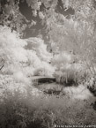 Tropical Garden, Palm Beach #YNG-689.  Infrared Photograph,  Stretched and Gallery Wrapped, Limited Edition Archival Print on Canvas:  40 x 56 inches, $1590.  Custom Proportions and Sizes are Available.  For more information or to order please visit our ABOUT page or call us at 561-691-1110.