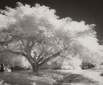 Tropical Garden, Palm Beach #YNG-691.  Infrared Photograph,  Stretched and Gallery Wrapped, Limited Edition Archival Print on Canvas:  48 x 40 inches, $1560.  Custom Proportions and Sizes are Available.  For more information or to order please visit our ABOUT page or call us at 561-691-1110.