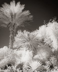 Tropical Garden, Palm Beach #YNG-698.  Infrared Photograph,  Stretched and Gallery Wrapped, Limited Edition Archival Print on Canvas:  40 x 50 inches, $1560.  Custom Proportions and Sizes are Available.  For more information or to order please visit our ABOUT page or call us at 561-691-1110.