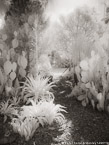 Tropical Garden, Palm Beach #YNG-700.  Infrared Photograph,  Stretched and Gallery Wrapped, Limited Edition Archival Print on Canvas:  40 x 56 inches, $1590.  Custom Proportions and Sizes are Available.  For more information or to order please visit our ABOUT page or call us at 561-691-1110.