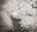Tropical Garden, Palm Beach #YNG-703.  Infrared Photograph,  Stretched and Gallery Wrapped, Limited Edition Archival Print on Canvas:  48 x 44 inches, $1530.  Custom Proportions and Sizes are Available.  For more information or to order please visit our ABOUT page or call us at 561-691-1110.