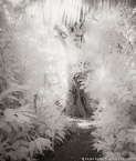 Tropical Garden, Palm Beach #YNG-704.  Infrared Photograph,  Stretched and Gallery Wrapped, Limited Edition Archival Print on Canvas:  40 x 48 inches, $1560.  Custom Proportions and Sizes are Available.  For more information or to order please visit our ABOUT page or call us at 561-691-1110.