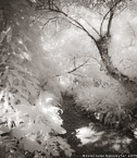 Tropical Garden, Palm Beach #YNG-706.  Infrared Photograph,  Stretched and Gallery Wrapped, Limited Edition Archival Print on Canvas:  40 x 48 inches, $1560.  Custom Proportions and Sizes are Available.  For more information or to order please visit our ABOUT page or call us at 561-691-1110.