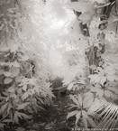 Tropical Garden, Palm Beach #YNG-707.  Infrared Photograph,  Stretched and Gallery Wrapped, Limited Edition Archival Print on Canvas:  40 x 44 inches, $1530.  Custom Proportions and Sizes are Available.  For more information or to order please visit our ABOUT page or call us at 561-691-1110.