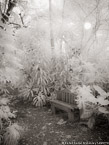Tropical Garden, Palm Beach #YNG-711.  Infrared Photograph,  Stretched and Gallery Wrapped, Limited Edition Archival Print on Canvas:  40 x 56 inches, $1590.  Custom Proportions and Sizes are Available.  For more information or to order please visit our ABOUT page or call us at 561-691-1110.