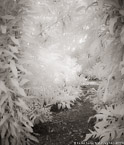 Tropical Garden, Palm Beach #YNG-712.  Infrared Photograph,  Stretched and Gallery Wrapped, Limited Edition Archival Print on Canvas:  40 x 48 inches, $1560.  Custom Proportions and Sizes are Available.  For more information or to order please visit our ABOUT page or call us at 561-691-1110.