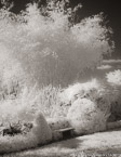 Tropical Garden, Palm Beach #YNG-713.  Infrared Photograph,  Stretched and Gallery Wrapped, Limited Edition Archival Print on Canvas:  40 x 50 inches, $1560.  Custom Proportions and Sizes are Available.  For more information or to order please visit our ABOUT page or call us at 561-691-1110.
