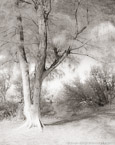 Path , Jupiter  #YNG-718.  Infrared Photograph,  Stretched and Gallery Wrapped, Limited Edition Archival Print on Canvas:  40 x 50 inches, $1560.  Custom Proportions and Sizes are Available.  For more information or to order please visit our ABOUT page or call us at 561-691-1110.