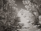 Path , Jupiter  #YNG-719.  Infrared Photograph,  Stretched and Gallery Wrapped, Limited Edition Archival Print on Canvas:  56 x 40 inches, $1590.  Custom Proportions and Sizes are Available.  For more information or to order please visit our ABOUT page or call us at 561-691-1110.