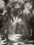 Path , Jupiter  #YNG-720.  Infrared Photograph,  Stretched and Gallery Wrapped, Limited Edition Archival Print on Canvas:  40 x 56 inches, $1590.  Custom Proportions and Sizes are Available.  For more information or to order please visit our ABOUT page or call us at 561-691-1110.