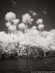 Tropical River, Jupiter  #YNG-723.  Infrared Photograph,  Stretched and Gallery Wrapped, Limited Edition Archival Print on Canvas:  40 x 56 inches, $1590.  Custom Proportions and Sizes are Available.  For more information or to order please visit our ABOUT page or call us at 561-691-1110.