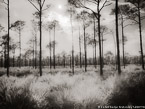 Pines , Jupiter  #YNG-726.  Infrared Photograph,  Stretched and Gallery Wrapped, Limited Edition Archival Print on Canvas:  56 x 40 inches, $1590.  Custom Proportions and Sizes are Available.  For more information or to order please visit our ABOUT page or call us at 561-691-1110.