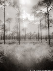 Pines , Jupiter  #YNG-727.  Infrared Photograph,  Stretched and Gallery Wrapped, Limited Edition Archival Print on Canvas:  40 x 56 inches, $1590.  Custom Proportions and Sizes are Available.  For more information or to order please visit our ABOUT page or call us at 561-691-1110.