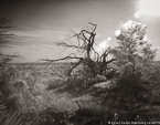 Fields , Jupiter  #YNG-731.  Infrared Photograph,  Stretched and Gallery Wrapped, Limited Edition Archival Print on Canvas:  50 x 40 inches, $1560.  Custom Proportions and Sizes are Available.  For more information or to order please visit our ABOUT page or call us at 561-691-1110.