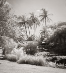 Tropical Garden, Palm Beach #YNS-952.  Infrared Photograph,  Stretched and Gallery Wrapped, Limited Edition Archival Print on Canvas:  40 x 44 inches, $1530.  Custom Proportions and Sizes are Available.  For more information or to order please visit our ABOUT page or call us at 561-691-1110.