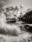 Tropical Garden, Palm Beach #YNS-956.  Infrared Photograph,  Stretched and Gallery Wrapped, Limited Edition Archival Print on Canvas:  40 x 56 inches, $1590.  Custom Proportions and Sizes are Available.  For more information or to order please visit our ABOUT page or call us at 561-691-1110.