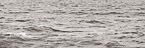 Ocean Waves,   #YNS-423.  Black-White Photograph,  Stretched and Gallery Wrapped, Limited Edition Archival Print on Canvas:  72 x 24 inches, $1560.  Custom Proportions and Sizes are Available.  For more information or to order please visit our ABOUT page or call us at 561-691-1110.