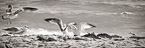 Ocean Seagulls,   #YNS-429.  Black-White Photograph,  Stretched and Gallery Wrapped, Limited Edition Archival Print on Canvas:  72 x 24 inches, $1560.  Custom Proportions and Sizes are Available.  For more information or to order please visit our ABOUT page or call us at 561-691-1110.