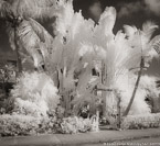 Cottage , Palm Beach #YNL-299.  Infrared Photograph,  Stretched and Gallery Wrapped, Limited Edition Archival Print on Canvas:  40 x 44 inches, $1530.  Custom Proportions and Sizes are Available.  For more information or to order please visit our ABOUT page or call us at 561-691-1110.