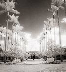 , Palm Beach #YNL-305.  Infrared Photograph,  Stretched and Gallery Wrapped, Limited Edition Archival Print on Canvas:  40 x 44 inches, $1530.  Custom Proportions and Sizes are Available.  For more information or to order please visit our ABOUT page or call us at 561-691-1110.