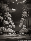 , Palm Beach #YNL-332.  Infrared Photograph,  Stretched and Gallery Wrapped, Limited Edition Archival Print on Canvas:  40 x 56 inches, $1590.  Custom Proportions and Sizes are Available.  For more information or to order please visit our ABOUT page or call us at 561-691-1110.