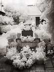 Tropical Garden, Palm Beach #YNL-065.  Infrared Photograph,  Stretched and Gallery Wrapped, Limited Edition Archival Print on Canvas:  40 x 56 inches, $1590.  Custom Proportions and Sizes are Available.  For more information or to order please visit our ABOUT page or call us at 561-691-1110.