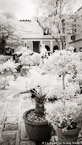 Tropical Garden, Palm Beach #YNL-067.  Infrared Photograph,  Stretched and Gallery Wrapped, Limited Edition Archival Print on Canvas:  40 x 72 inches, $1620.  Custom Proportions and Sizes are Available.  For more information or to order please visit our ABOUT page or call us at 561-691-1110.