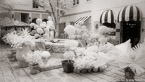 Tropical Garden, Palm Beach #YNL-068.  Infrared Photograph,  Stretched and Gallery Wrapped, Limited Edition Archival Print on Canvas:  72 x 40 inches, $1620.  Custom Proportions and Sizes are Available.  For more information or to order please visit our ABOUT page or call us at 561-691-1110.