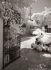 Tropical Garden, Palm Beach #YNL-165.  Infrared Photograph,  Stretched and Gallery Wrapped, Limited Edition Archival Print on Canvas:  40 x 56 inches, $1590.  Custom Proportions and Sizes are Available.  For more information or to order please visit our ABOUT page or call us at 561-691-1110.