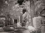 , Palm Beach #YNL-263.  Infrared Photograph,  Stretched and Gallery Wrapped, Limited Edition Archival Print on Canvas:  56 x 40 inches, $1590.  Custom Proportions and Sizes are Available.  For more information or to order please visit our ABOUT page or call us at 561-691-1110.