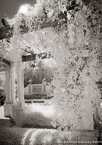 Tropical Garden, Palm Beach #YNL-267.  Infrared Photograph,  Stretched and Gallery Wrapped, Limited Edition Archival Print on Canvas:  40 x 56 inches, $1590.  Custom Proportions and Sizes are Available.  For more information or to order please visit our ABOUT page or call us at 561-691-1110.
