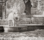 Tropical Garden, Udaipur India #YNL-841.  Infrared Photograph,  Stretched and Gallery Wrapped, Limited Edition Archival Print on Canvas:  40 x 44 inches, $1530.  Custom Proportions and Sizes are Available.  For more information or to order please visit our ABOUT page or call us at 561-691-1110.