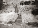 Path , Positano Italy #YNL-913.  Infrared Photograph,  Stretched and Gallery Wrapped, Limited Edition Archival Print on Canvas:  56 x 40 inches, $1590.  Custom Proportions and Sizes are Available.  For more information or to order please visit our ABOUT page or call us at 561-691-1110.