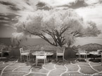 Terrace , Positano Italy #YNL-914.  Infrared Photograph,  Stretched and Gallery Wrapped, Limited Edition Archival Print on Canvas:  56 x 40 inches, $1590.  Custom Proportions and Sizes are Available.  For more information or to order please visit our ABOUT page or call us at 561-691-1110.
