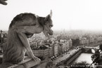 Notre Dame, Paris France #YNS-979.  Black-White Photograph,  Stretched and Gallery Wrapped, Limited Edition Archival Print on Canvas:  60 x 40 inches, $1590.  Custom Proportions and Sizes are Available.  For more information or to order please visit our ABOUT page or call us at 561-691-1110.