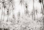 Palm Stand, Tahiti  #YNL-559.  Black-White Photograph,  Stretched and Gallery Wrapped, Limited Edition Archival Print on Canvas:  60 x 40 inches, $1590.  Custom Proportions and Sizes are Available.  For more information or to order please visit our ABOUT page or call us at 561-691-1110.