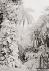Tropical Woods, Tahiti  #YNL-561.  Infrared Photograph,  Stretched and Gallery Wrapped, Limited Edition Archival Print on Canvas:  40 x 60 inches, $1590.  Custom Proportions and Sizes are Available.  For more information or to order please visit our ABOUT page or call us at 561-691-1110.